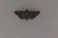 Diathrausta reconditalis