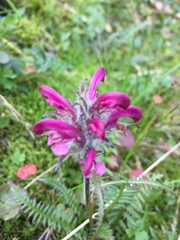 Pedicularis sudetica interior