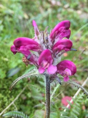 Pedicularis sudetica interior