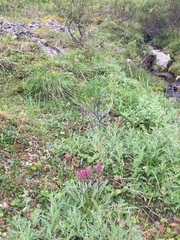 Pedicularis sudetica interior