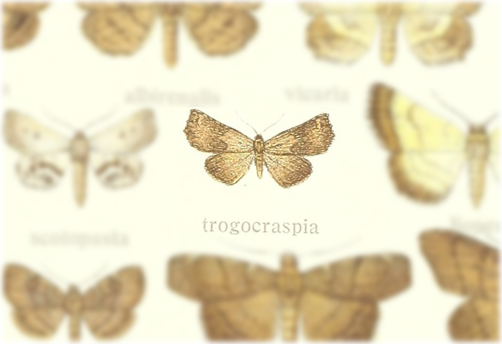 Egnasia trogocraspia