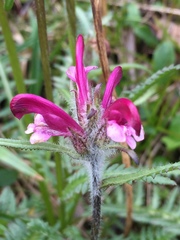 Pedicularis sudetica interior
