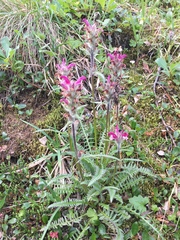Pedicularis sudetica interior