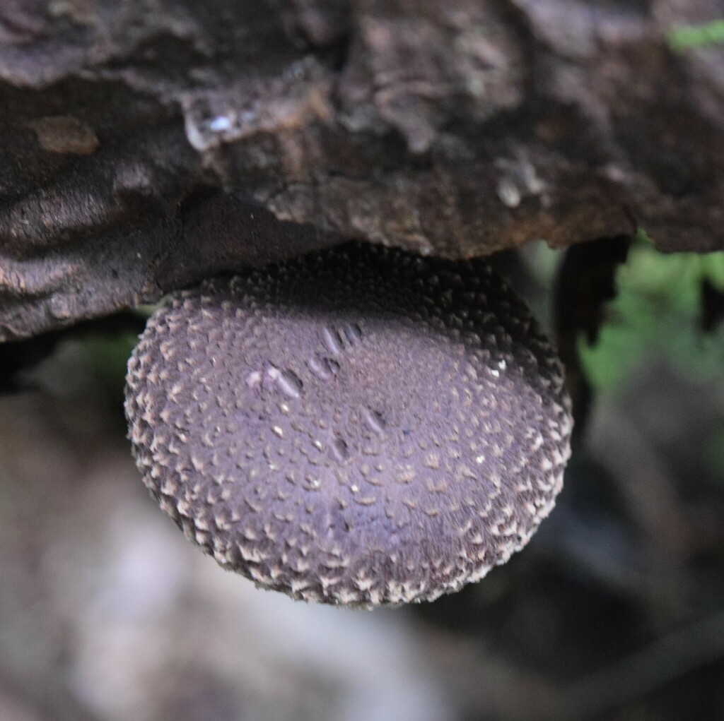 Lentinula novae-zelandiae · February 2025 · photo: © davidwhyte (iNaturalist, cc-by-sa)