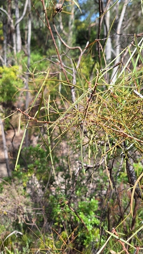 Image of Hakea carinata by no rights reserved