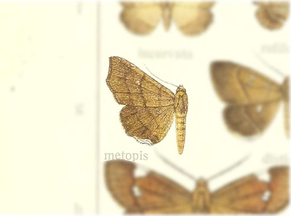 Gracilodes metopis