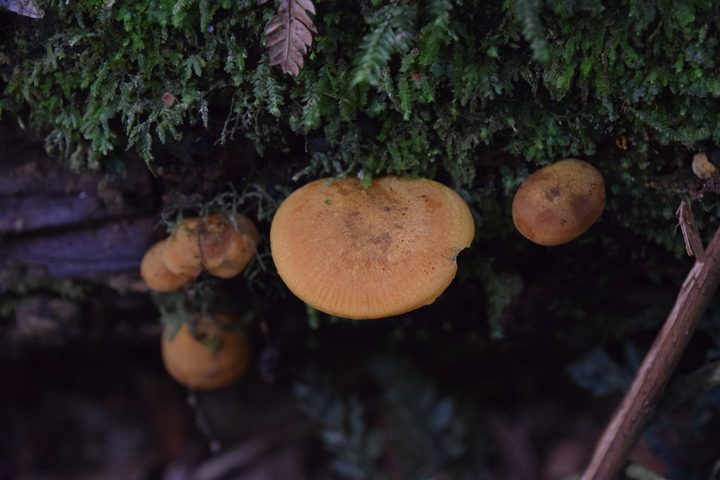 Heimiomyces velutipes · February 2025 · photo: © davidwhyte (iNaturalist, cc-by-sa)