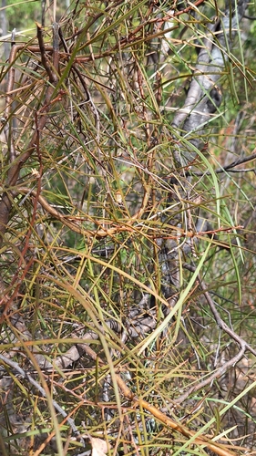 Image of Hakea carinata by no rights reserved
