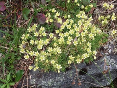 Saxifraga bronchialis funstonii