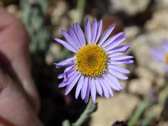 Erigeron breweri jacinteus