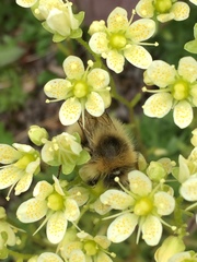 Saxifraga bronchialis funstonii