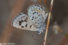 Euphilotes pallescens