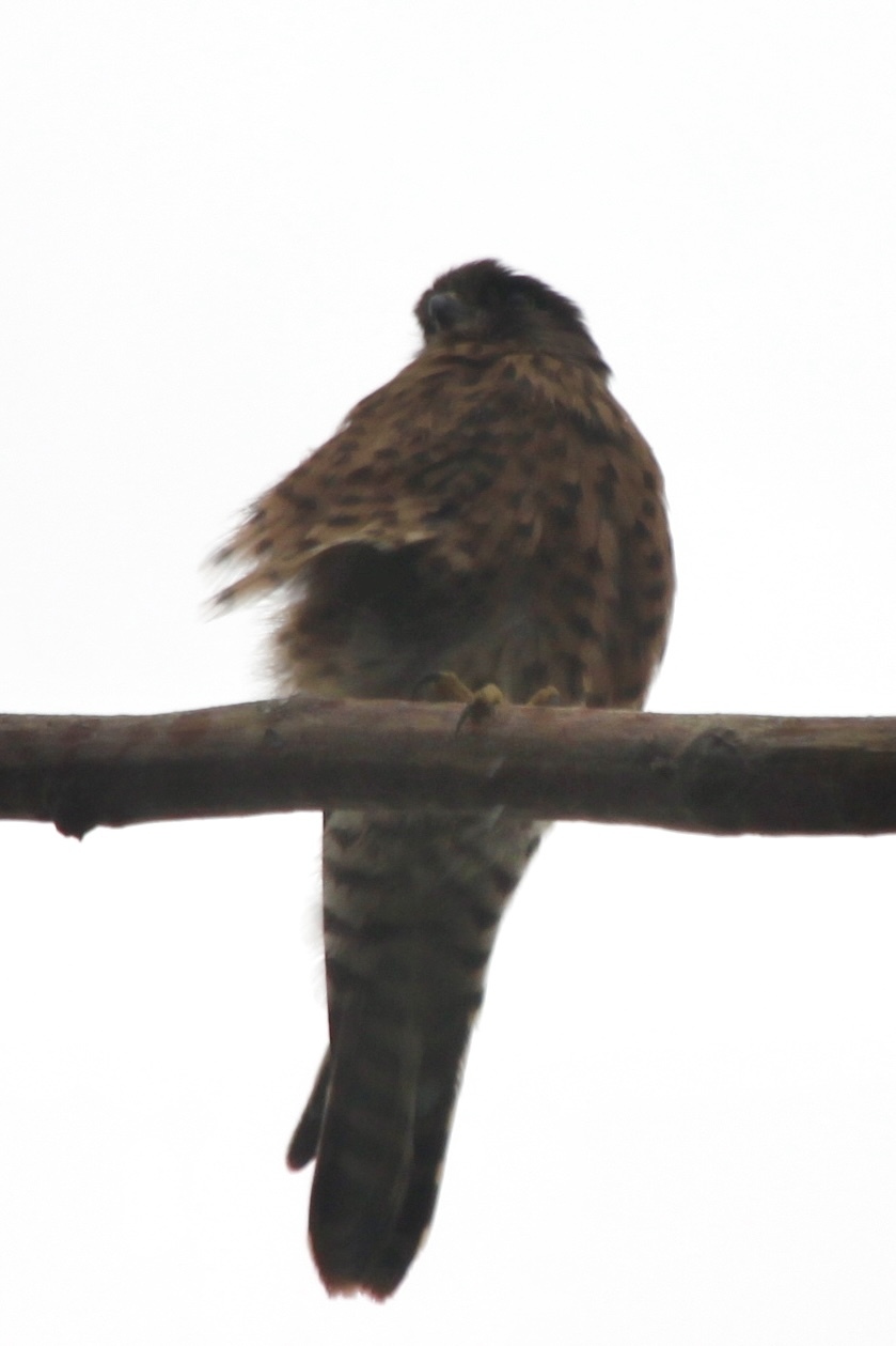 Malagasy Kestrel (Falco newtoni), photo 1