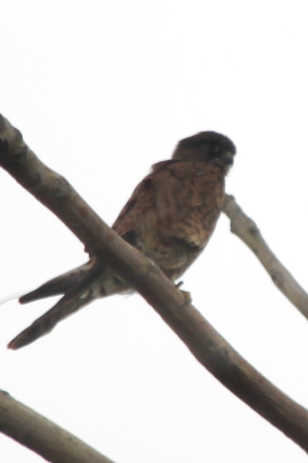 Malagasy Kestrel (Falco newtoni), photo 2