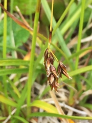 Carex capillaris fuscidula