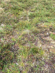 Carex capillaris fuscidula