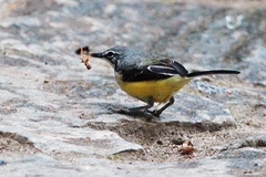 Motacilla flaviventris