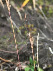 Festuca brachyphylla