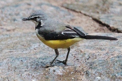Motacilla flaviventris