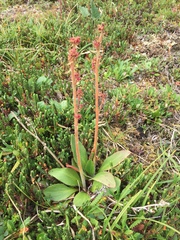 Micranthes hieraciifolia