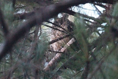 Asio madagascariensis