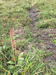 Micranthes hieraciifolia