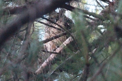 Asio madagascariensis