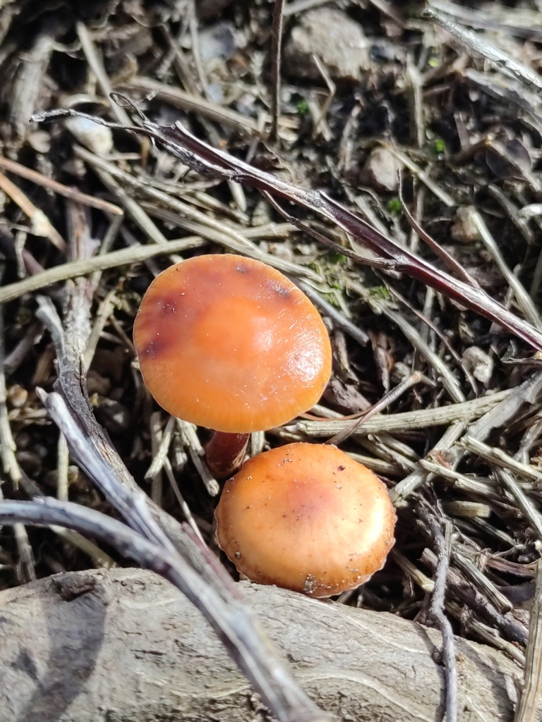 Flammulina cephalariae