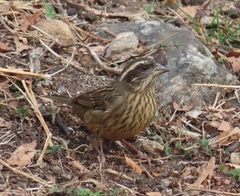 Spot-Winged Rosefinch photo 2