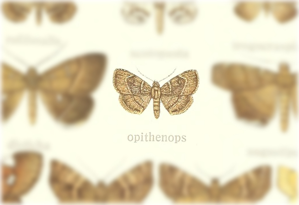 Gracilodes opisthenops