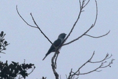 Leptosomus discolor discolor