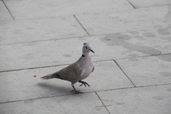 Streptopelia decaocto