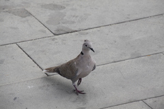 Streptopelia decaocto