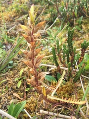 Pedicularis oederi