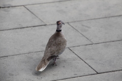 Streptopelia decaocto