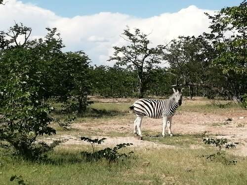 Chapman's Zebra
