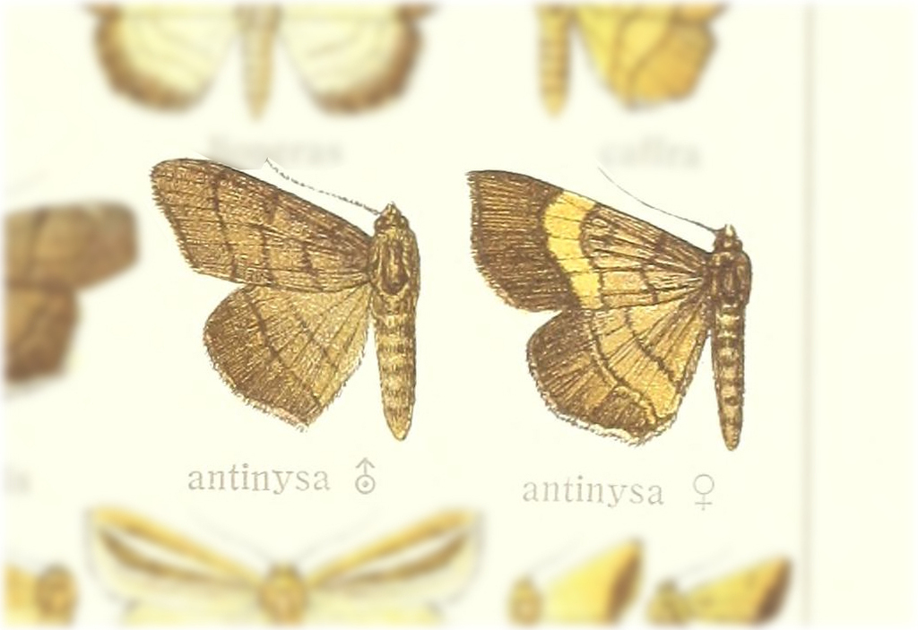 Gracilodes antinysa