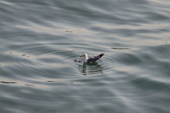 Larus michahellis