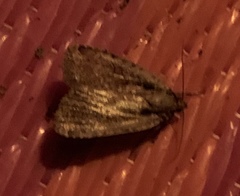 Eueretagrotis attentus