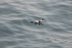 Larus michahellis