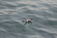 Larus michahellis
