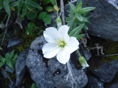 Cerastium lithospermifolium