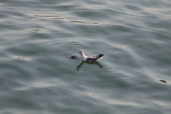 Larus michahellis