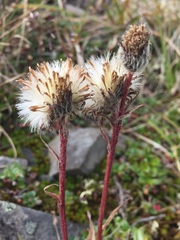 Tephroseris yukonensis