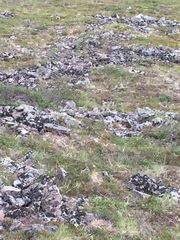 Tephroseris yukonensis