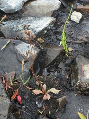 Micranthes razshivinii