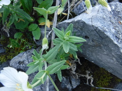 Cerastium lithospermifolium