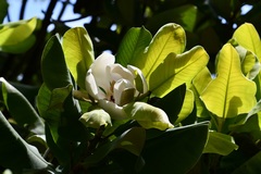 Magnolia sharpii