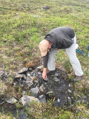 Aporrectodea tuberculata