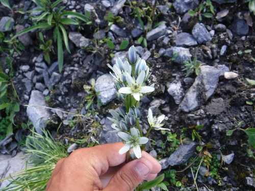 Swertia marginata, photograph 3